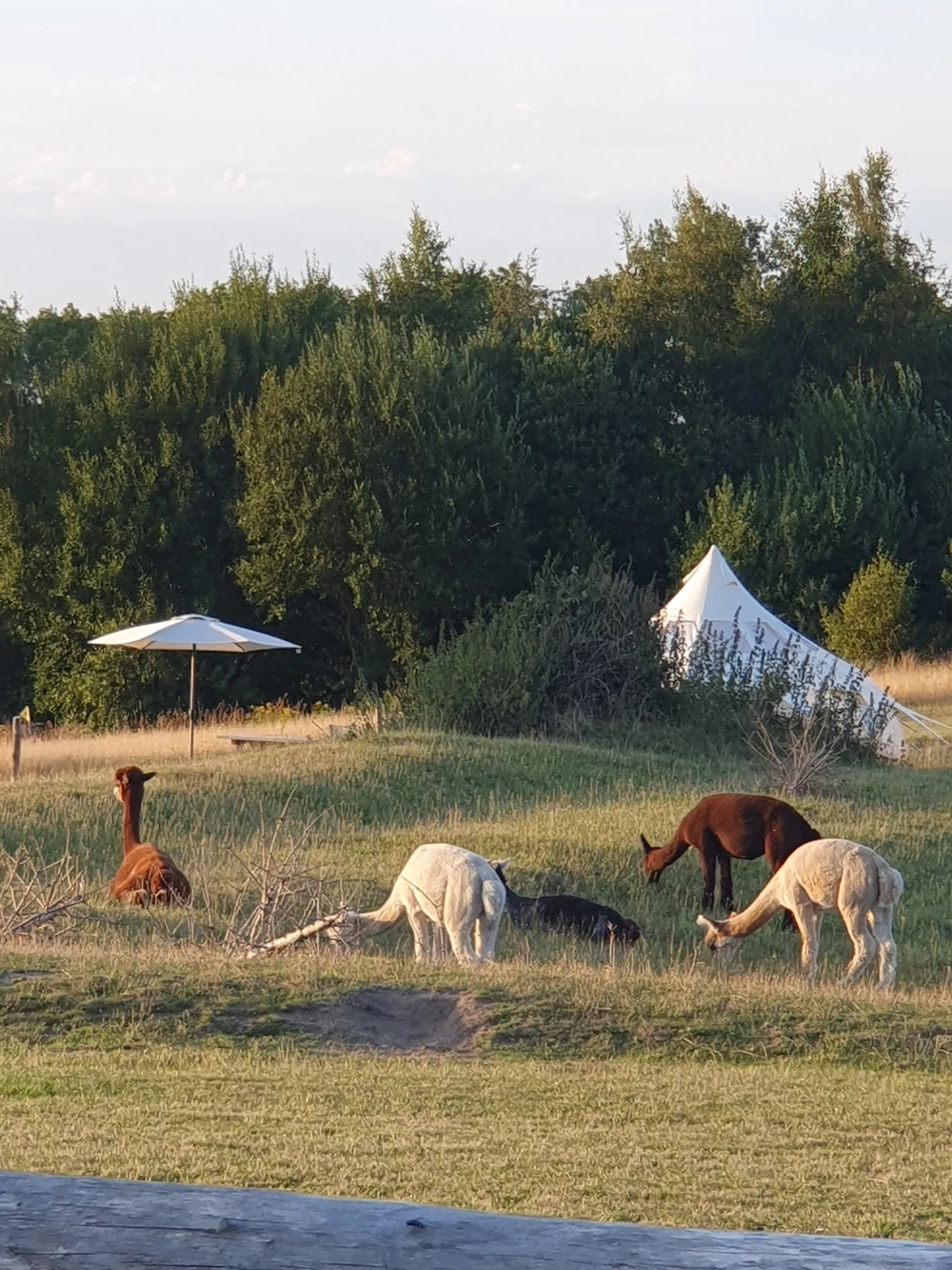 Gæstebillede fra Carlsberg Camping