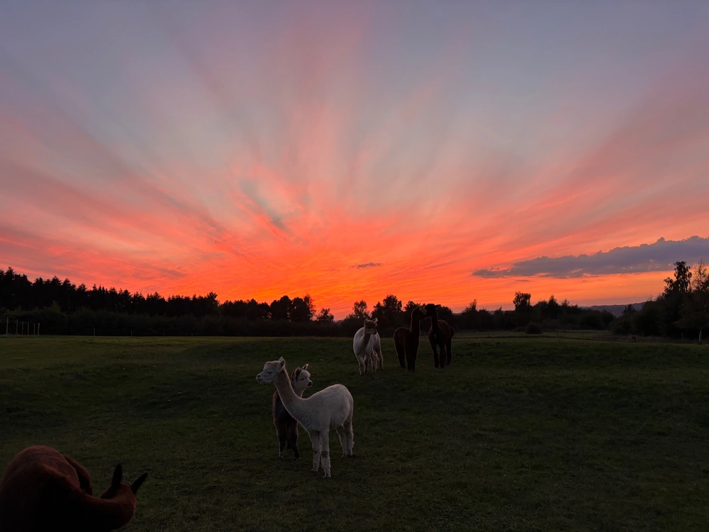 Solnedgangen over Alpaca